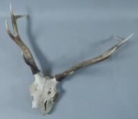 A set of deer antlers and partial skull mount