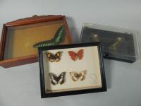 A small collection of exotic butterflies