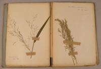 A collection of 19thC pressed grasses