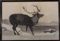 Daisy West (fl.1897). A stag in a naturalistic setting