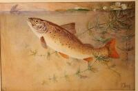 James Edwin Dean (fl.1880-1935). Studies of trout taking fishing flies