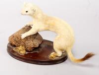 A taxidermy specimen of a Stoat