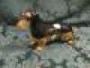 A Beswick figure of a Dachshund