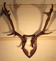 A taxidermy set of deer antlers