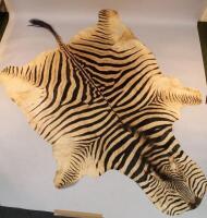 A taxidermy zebra skin rug