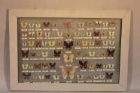 A quantity of taxidermy butterflies and moths