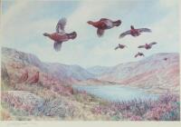 After C Standley Todd. Limited edition print of a Highland moor with Grouse on the wing