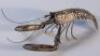 A Continental white metal model of a langoustine