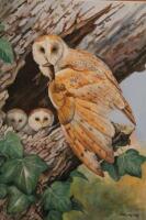 *D F Lay (fl. 1991). Owl feeding chicks on a tree stump