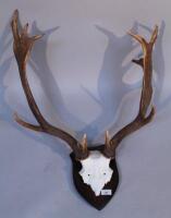 A pair of 20thC taxidermy skeletal antlers