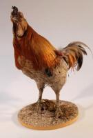 A 20thC taxidermy figure