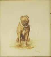 A Weber (19thC). Depicting a Pitbull Terrier with a bandaged jaw