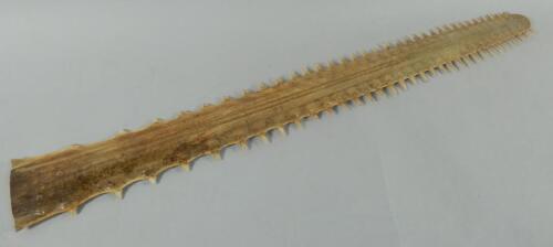 A sawfish rostrum