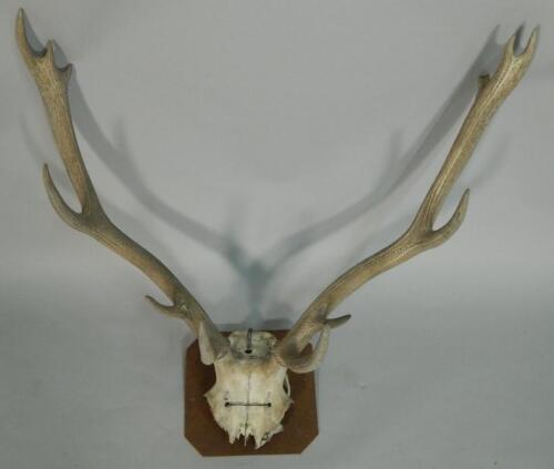 A pair of mounted six point antlers