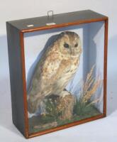 Auctioneer announce possibly a tawny owl. An early 20thC taxidermy owl