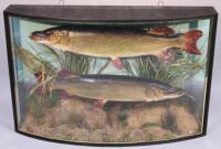 A taxidermy cased brace of pike