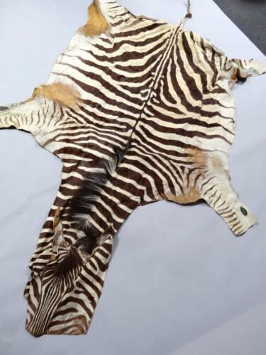 An early 20thC zebra skin