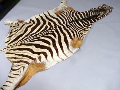 An early 20thC zebra skin - 2