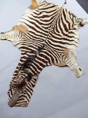 An early 20thC zebra skin - 4