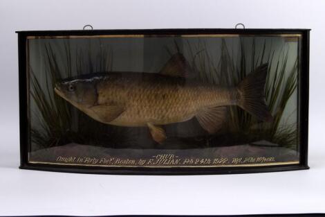 A taxidermy specimen of a chub