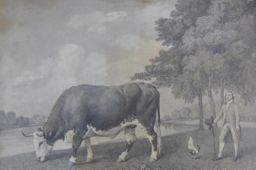 After George Stubbs. A print of the Lincolnshire Ox