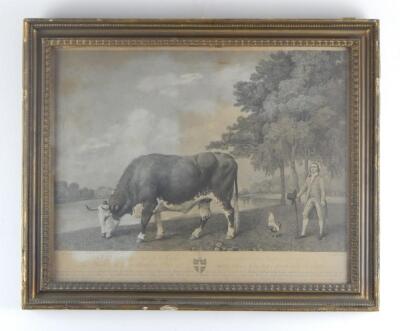 After George Stubbs. A print of the Lincolnshire Ox - 2