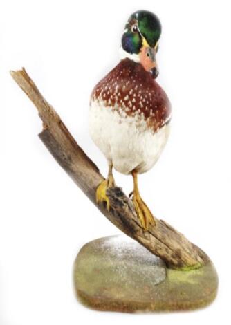 A 20thC taxidermy study of a wood duck