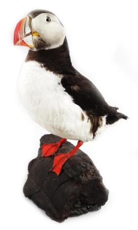 A 20thC taxidermy study of a puffin