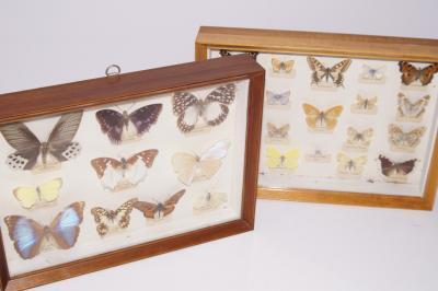 A collection of mainly Continental butterflies