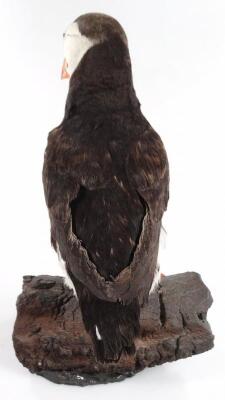 A 20thC taxidermy study of a puffin - 3