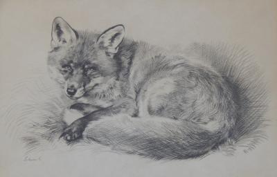 John Edwards (20th Century). Study of a fox