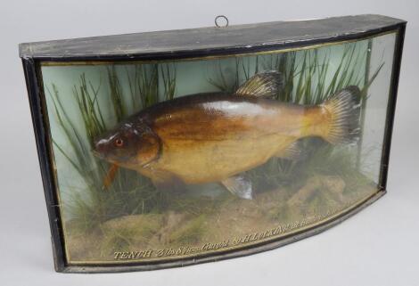 A taxidermied tench