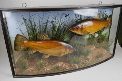 A taxidermied pair of tench