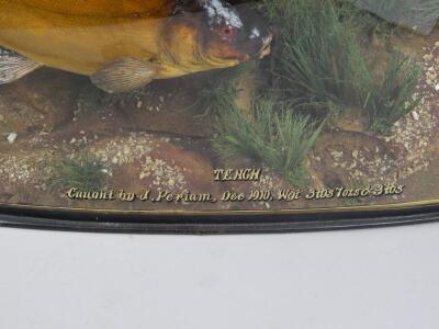 A taxidermied pair of tench - 2