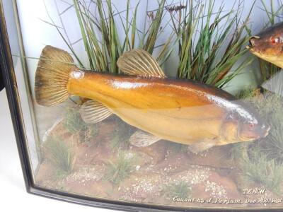 A taxidermied pair of tench - 3