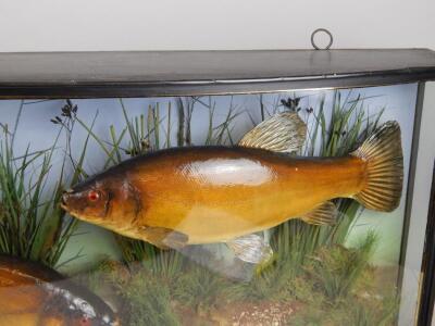 A taxidermied pair of tench - 4