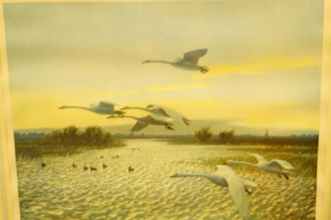 By and after Peter Scott. Swans in flight