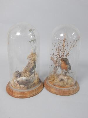 Two taxidermied birds