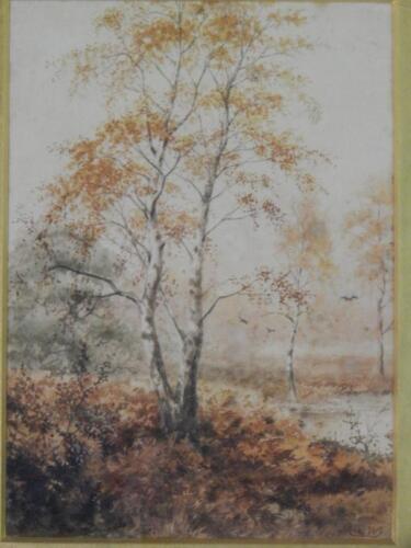 Watercolour of silver birches in landscape
