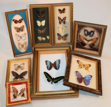 Various cased butterflies