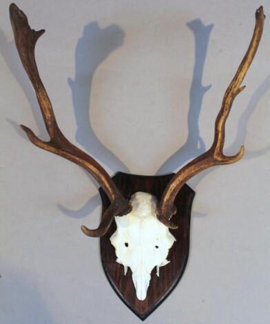 A set of three point antlers