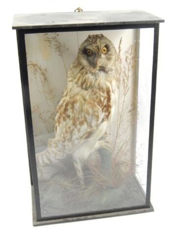 An early 20thC taxidermy short eared owl