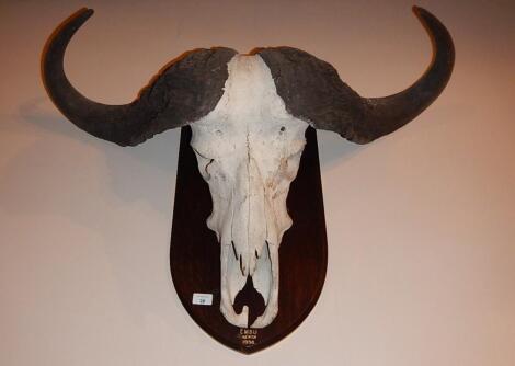 A 1930's Cape Buffalo skull and horns trophy