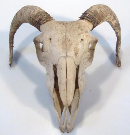 An early 20thC skeletal ram's head