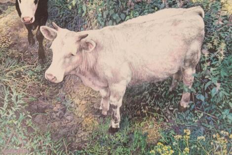 Inez Keen (d 2012). Horned Charolais in a grassy setting