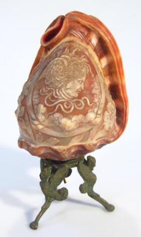 A cameo shell lamp