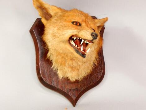 Taxidermy. A fox's head