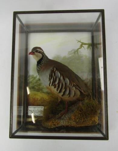 Taxidermy. A red legged partridge