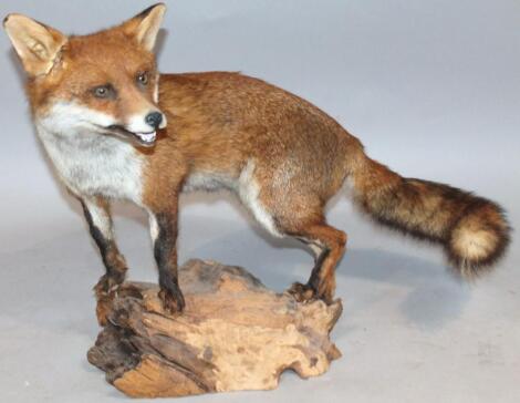 A 20thC taxidermy model of a stuffed fox