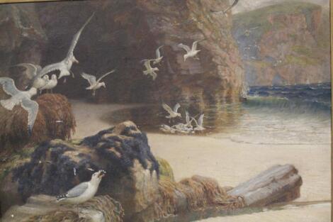 JB Clark (19thC Cornish School). Scavenging seagulls on a beech before cave and cliffs